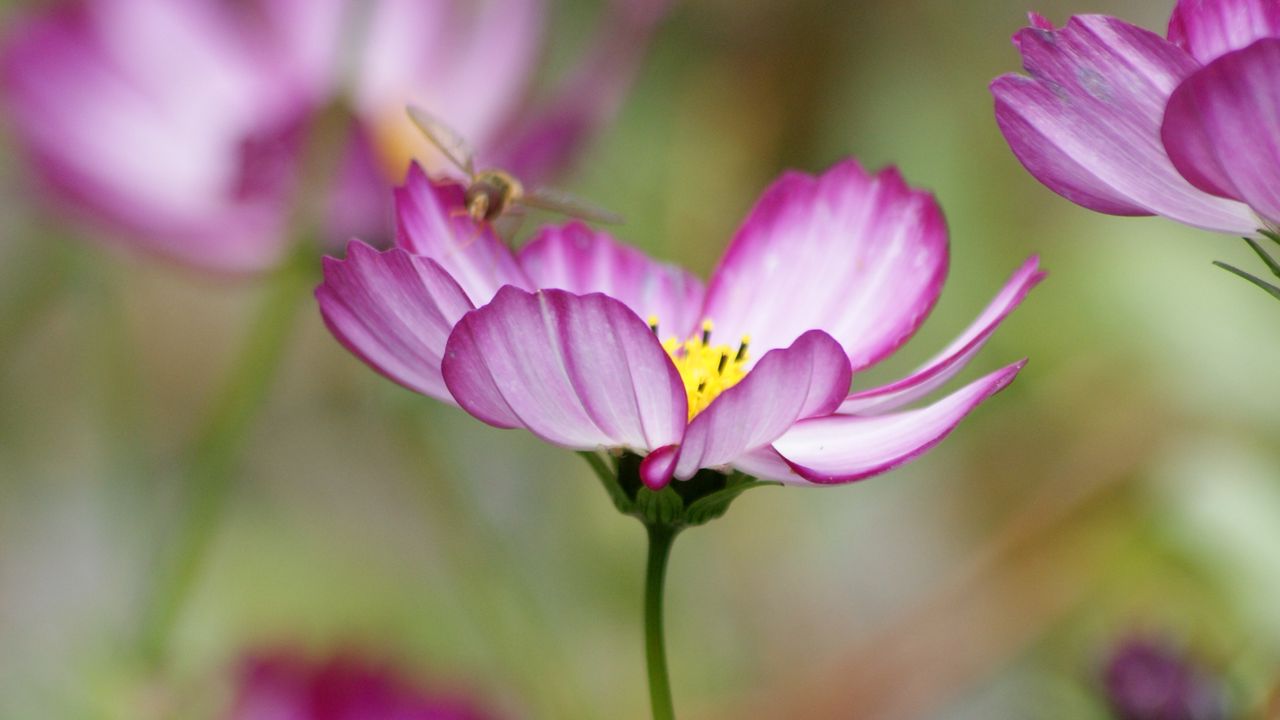 Wallpaper kosmeya, flower, petals, macro, blur