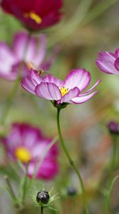 Preview wallpaper kosmeya, flower, petals, macro, blur