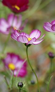 Preview wallpaper kosmeya, flower, petals, macro, blur