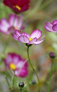 Preview wallpaper kosmeya, flower, petals, macro, blur