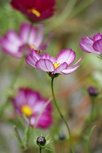 Preview wallpaper kosmeya, flower, petals, macro, blur