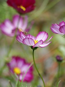 Preview wallpaper kosmeya, flower, petals, macro, blur