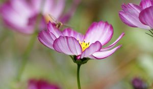 Preview wallpaper kosmeya, flower, petals, macro, blur