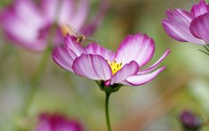 Preview wallpaper kosmeya, flower, petals, macro, blur