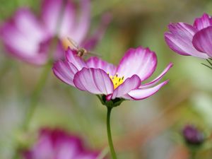 Preview wallpaper kosmeya, flower, petals, macro, blur