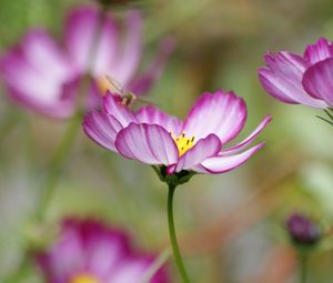 Preview wallpaper kosmeya, flower, petals, macro, blur