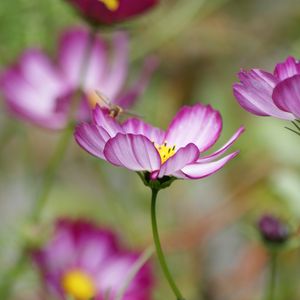 Preview wallpaper kosmeya, flower, petals, macro, blur