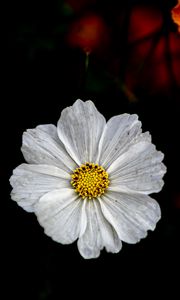 Preview wallpaper kosmeya, flower, petals, macro, white