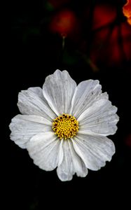 Preview wallpaper kosmeya, flower, petals, macro, white