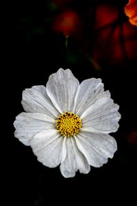 Preview wallpaper kosmeya, flower, petals, macro, white