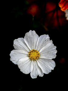 Preview wallpaper kosmeya, flower, petals, macro, white