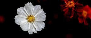 Preview wallpaper kosmeya, flower, petals, macro, white