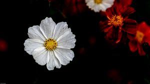 Preview wallpaper kosmeya, flower, petals, macro, white