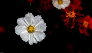 Preview wallpaper kosmeya, flower, petals, macro, white