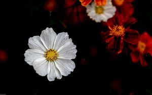 Preview wallpaper kosmeya, flower, petals, macro, white