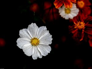 Preview wallpaper kosmeya, flower, petals, macro, white