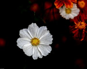 Preview wallpaper kosmeya, flower, petals, macro, white