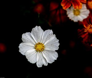 Preview wallpaper kosmeya, flower, petals, macro, white