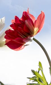 Preview wallpaper kosmeya, flower, petals, macro, sky