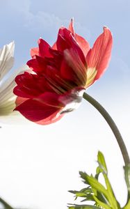 Preview wallpaper kosmeya, flower, petals, macro, sky