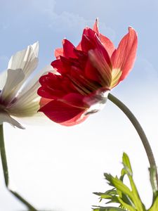 Preview wallpaper kosmeya, flower, petals, macro, sky