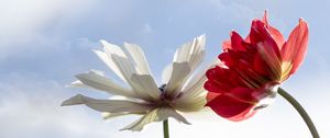 Preview wallpaper kosmeya, flower, petals, macro, sky