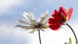 Preview wallpaper kosmeya, flower, petals, macro, sky