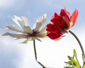 Preview wallpaper kosmeya, flower, petals, macro, sky