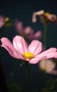 Preview wallpaper kosmeya, flower, petals, macro, pink, blur