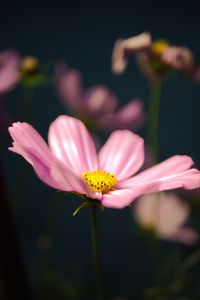 Preview wallpaper kosmeya, flower, petals, macro, pink, blur