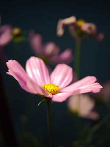 Preview wallpaper kosmeya, flower, petals, macro, pink, blur