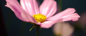 Preview wallpaper kosmeya, flower, petals, macro, pink, blur