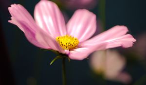 Preview wallpaper kosmeya, flower, petals, macro, pink, blur