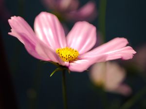 Preview wallpaper kosmeya, flower, petals, macro, pink, blur