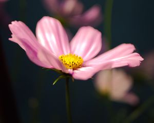 Preview wallpaper kosmeya, flower, petals, macro, pink, blur