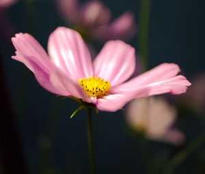 Preview wallpaper kosmeya, flower, petals, macro, pink, blur