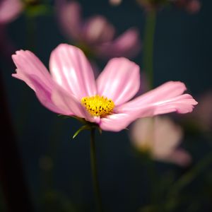 Preview wallpaper kosmeya, flower, petals, macro, pink, blur