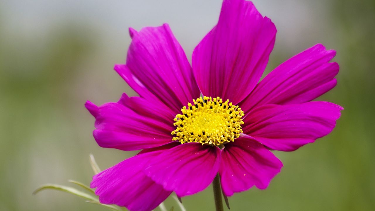 Wallpaper kosmeya, flower, petals