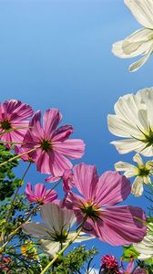 Preview wallpaper kosmeya, flower, sky, height, green