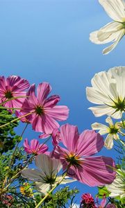 Preview wallpaper kosmeya, flower, sky, height, green