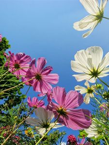 Preview wallpaper kosmeya, flower, sky, height, green