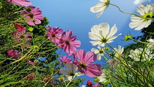 Preview wallpaper kosmeya, flower, sky, height, green