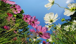 Preview wallpaper kosmeya, flower, sky, height, green