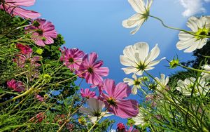 Preview wallpaper kosmeya, flower, sky, height, green