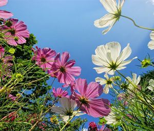 Preview wallpaper kosmeya, flower, sky, height, green