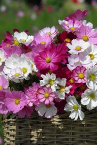 Preview wallpaper kosmeya, flowers, basket, sharpness