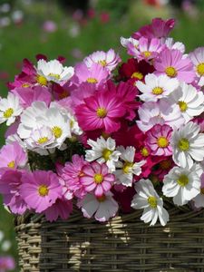 Preview wallpaper kosmeya, flowers, basket, sharpness