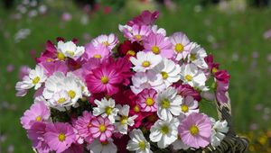 Preview wallpaper kosmeya, flowers, basket, sharpness