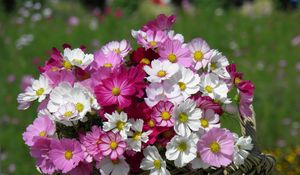 Preview wallpaper kosmeya, flowers, basket, sharpness