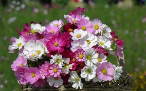 Preview wallpaper kosmeya, flowers, basket, sharpness